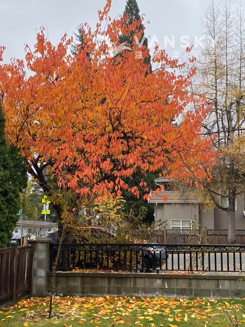 250808201858_Cherry in Autum.jpg